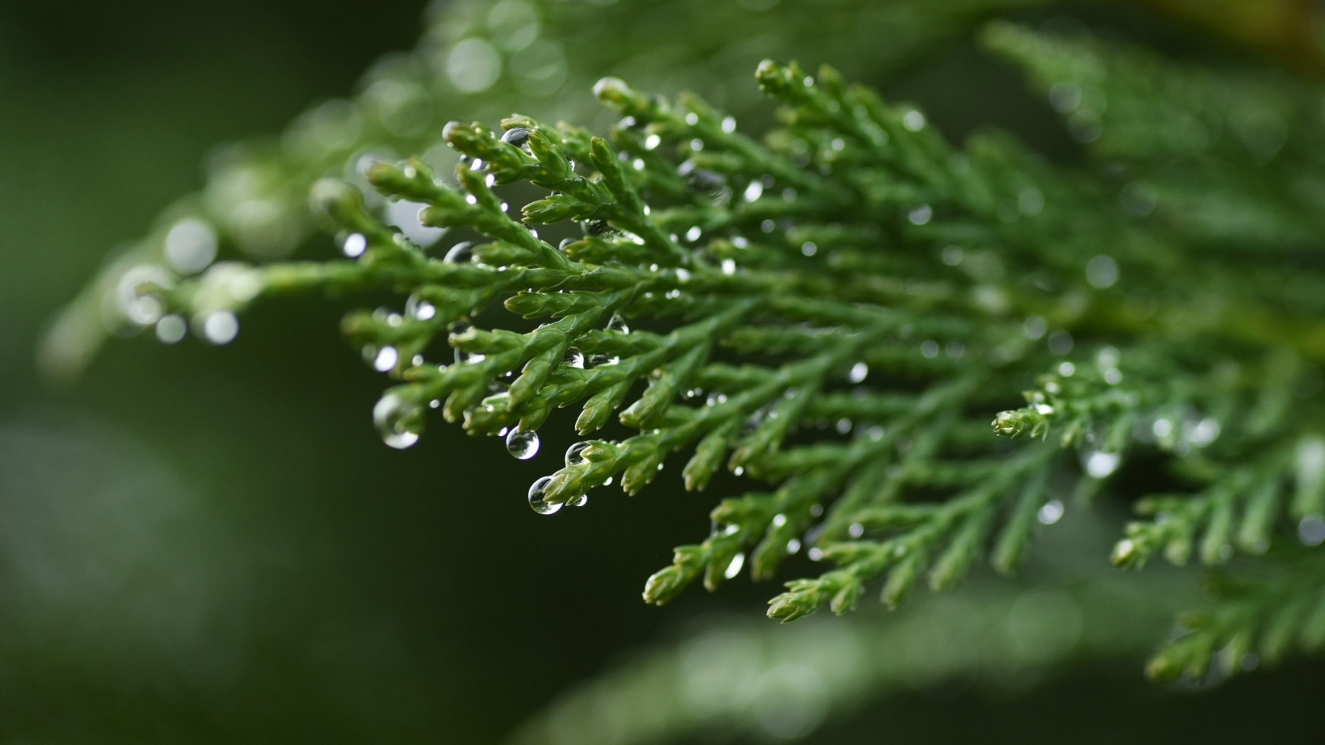 Coniferous