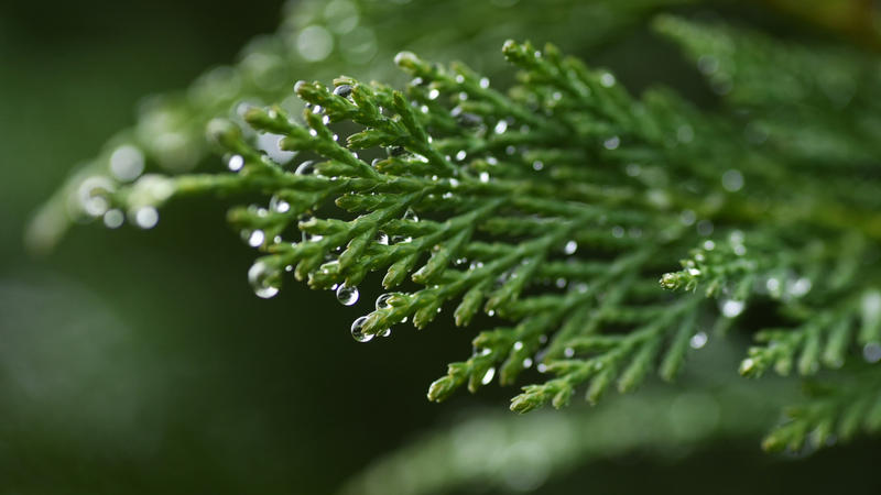 Coniferous
