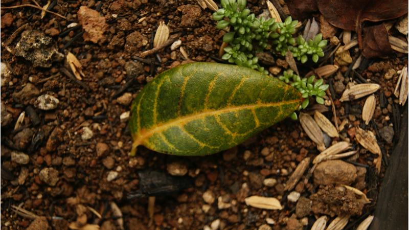 Earthy