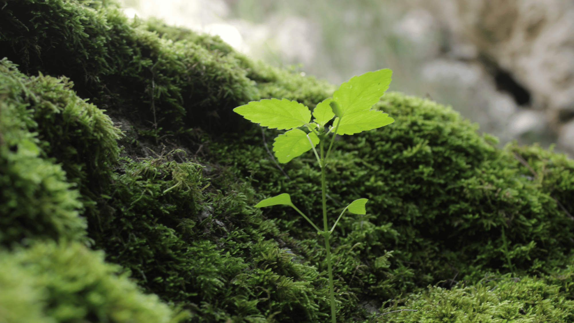 Featured: Discover Green Fragrance