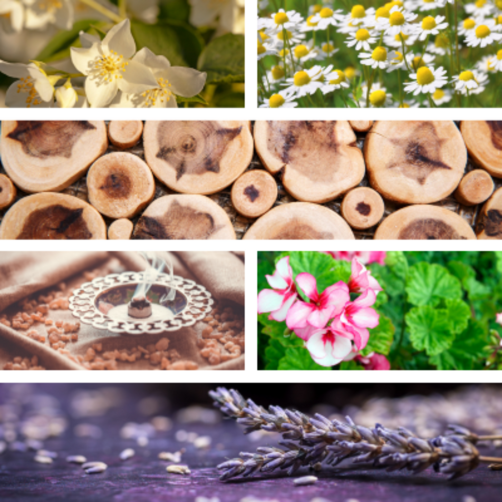 Collage of essential oil ingredients in women's health blend, Tranquilo, by Temple of Life Oils.