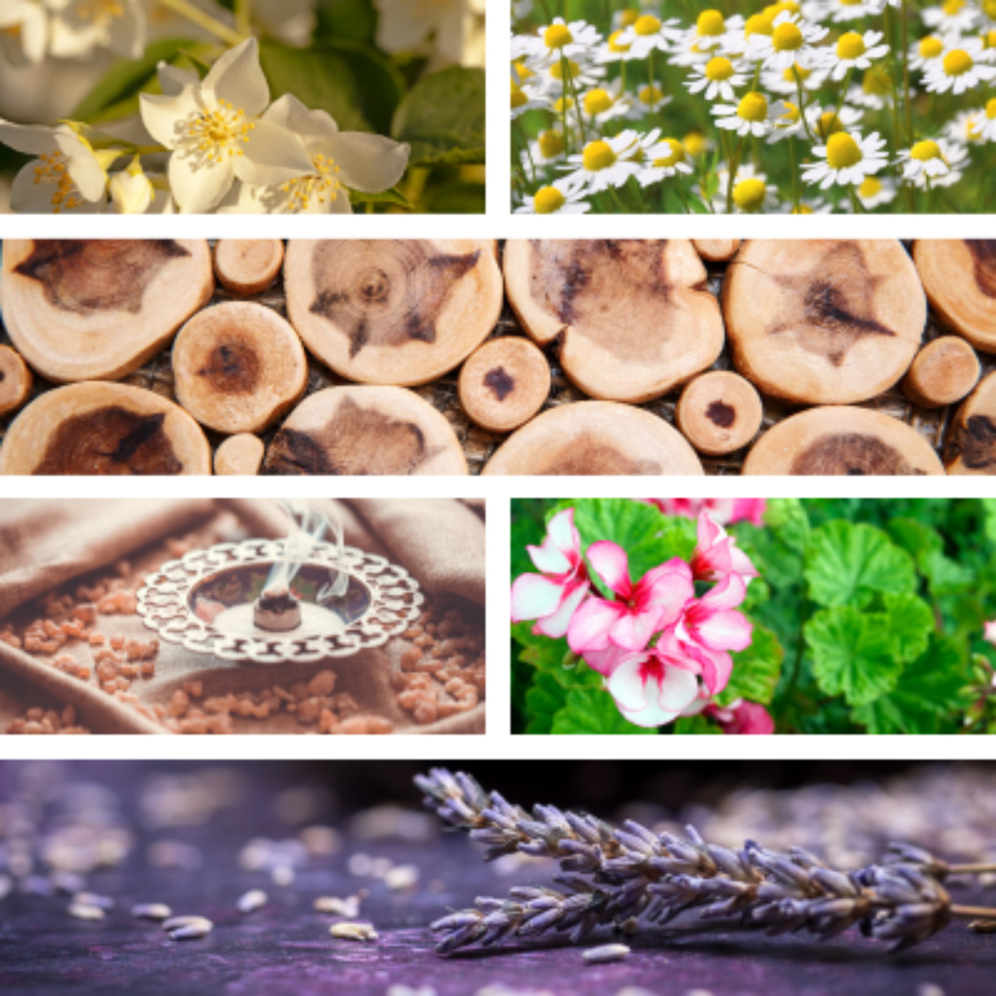 Collage of essential oil ingredients in women's health blend, Tranquilo, by Temple of Life Oils.
