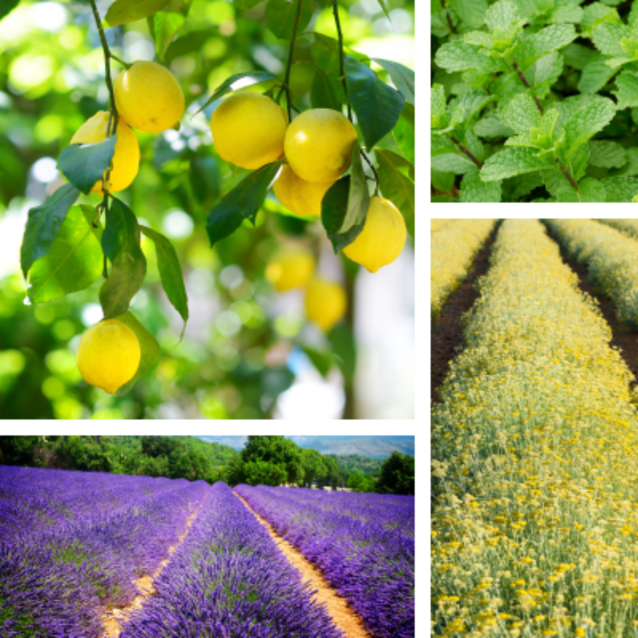 Collage of plants for natural allergy relief product called Calm & Clear.