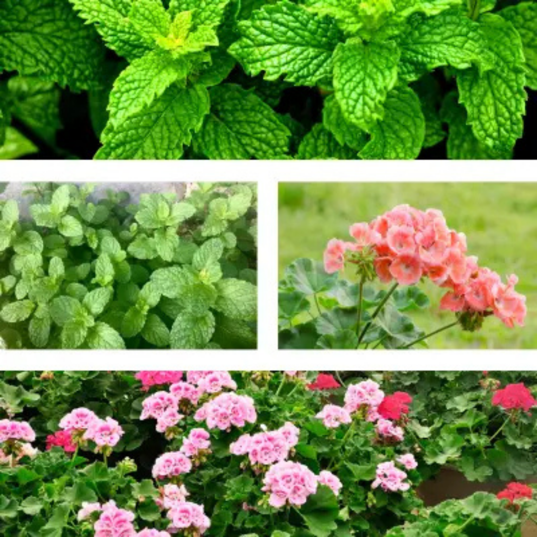 Cooling Mist | Aroma Mist | Summer Spray | Cooling