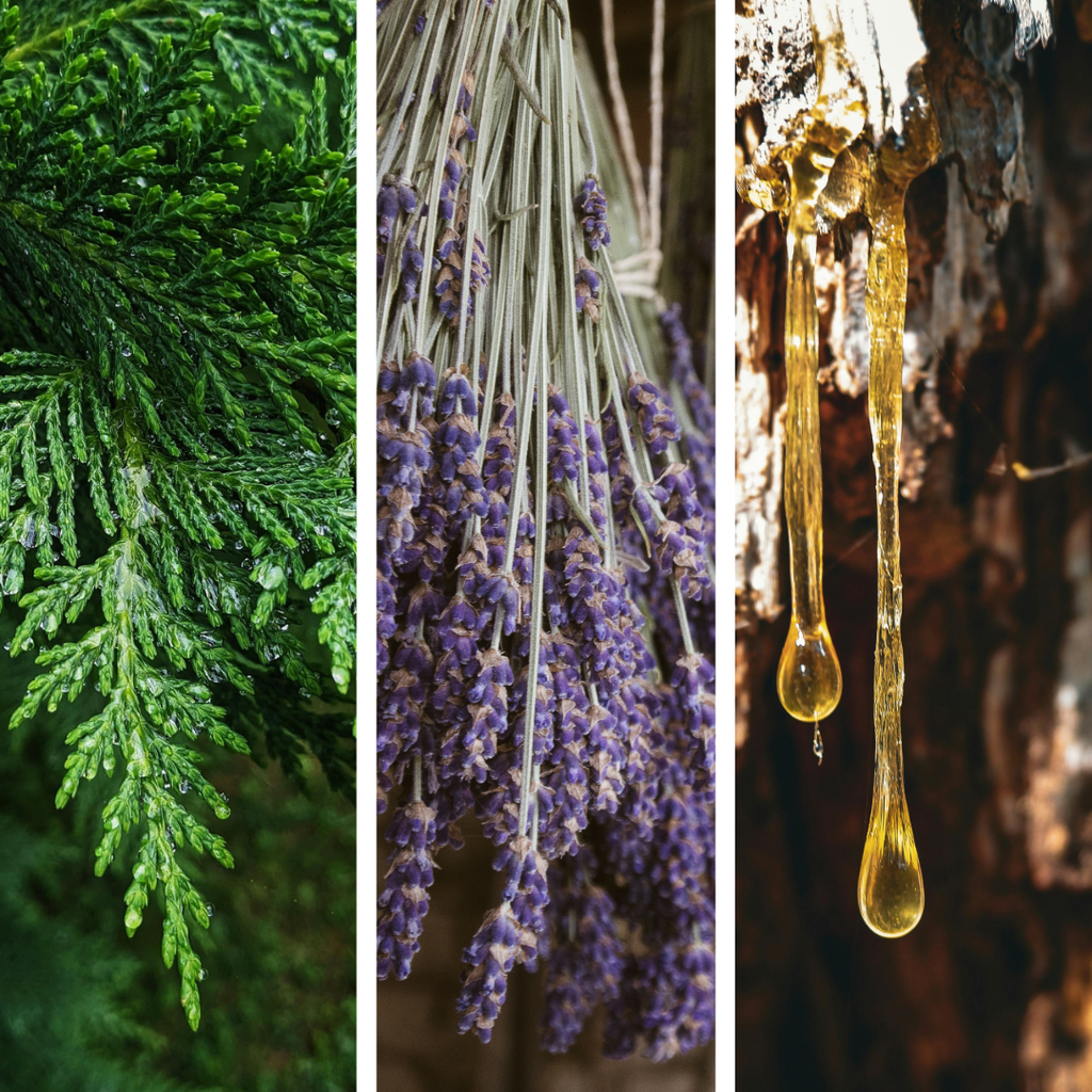 Dreamful | Essential Oil | Grounding | Cedarwood