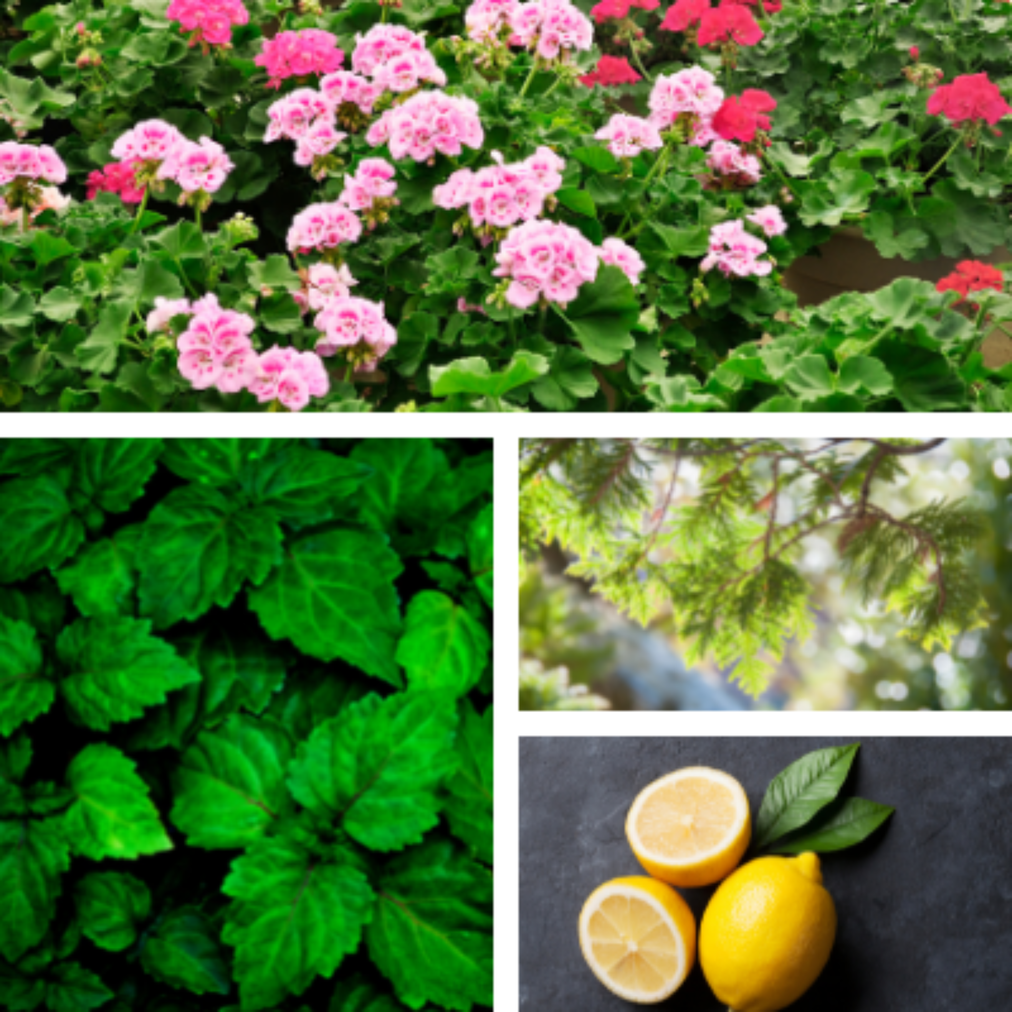 Collage of geranium, patchouli leaves, cedar, and lemons representing ingredients of Earth Friendly essential oil blend.