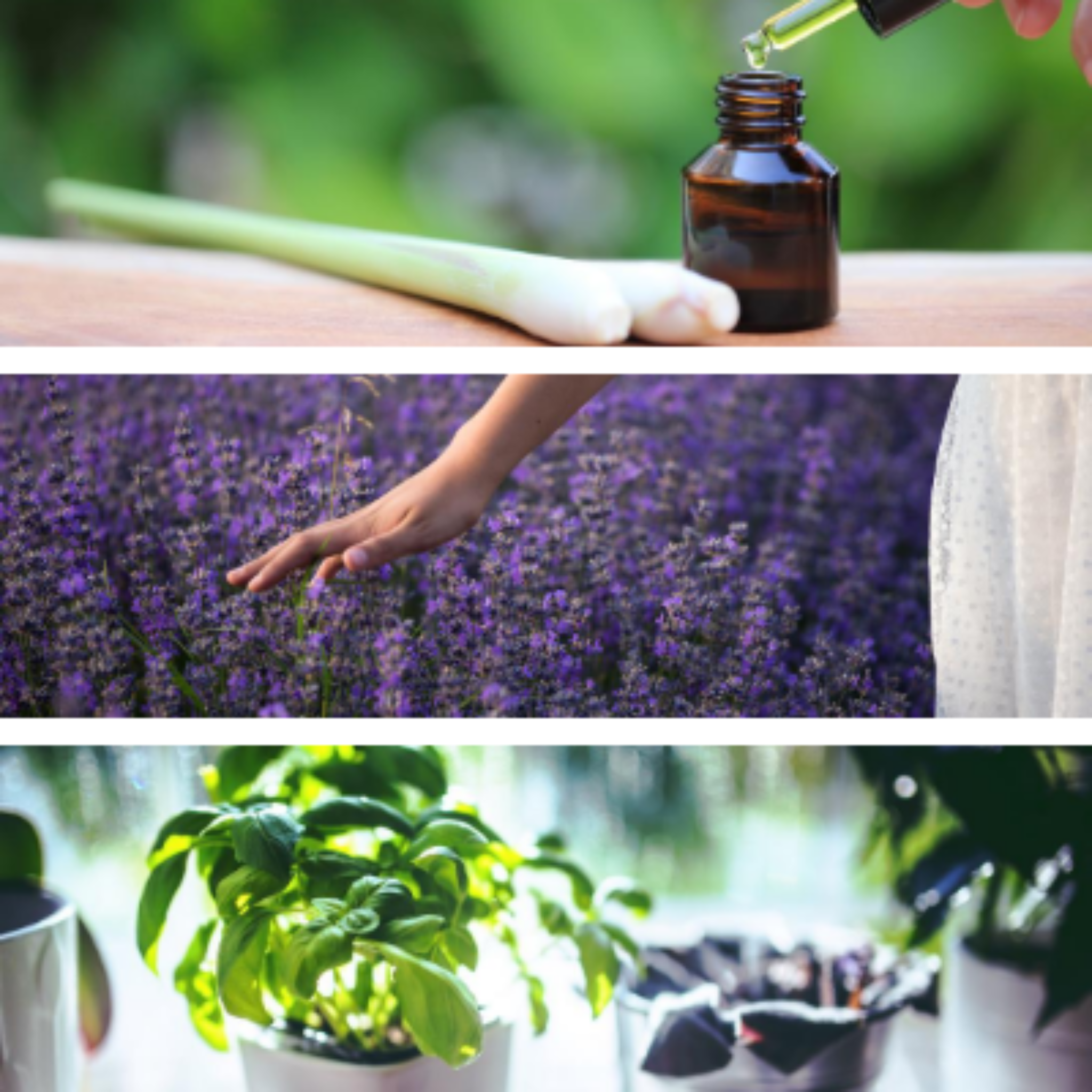 Collage of plants that make up Harmony relaxing essential oil blend.