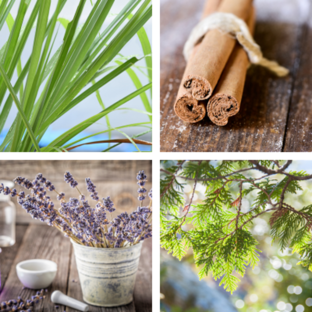 Healers Oil | Apothecary Rub | Muscle Treatment | Soothing