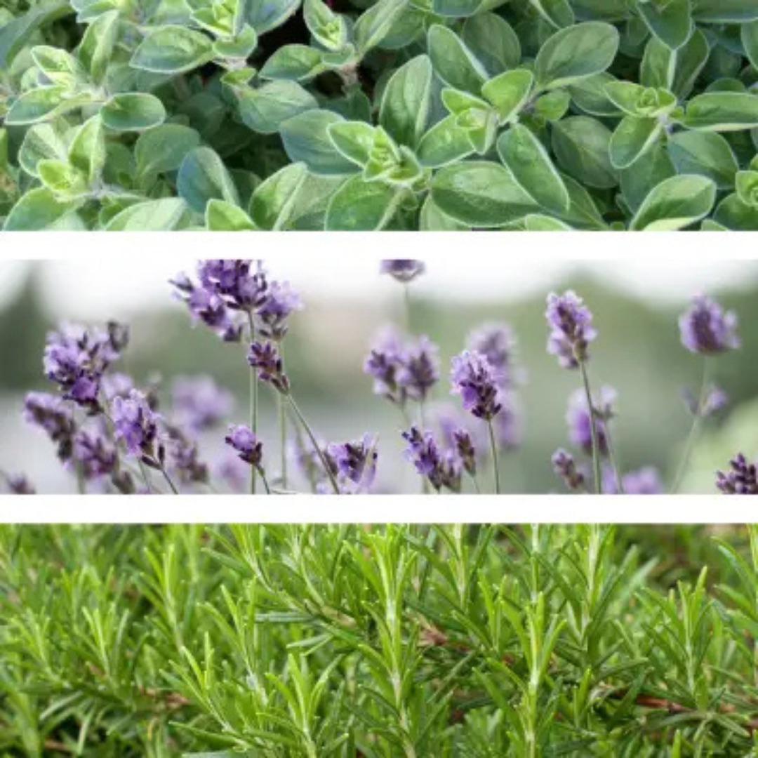 Healing Gardens | Body Oil | Massage Oil | Spring Scent