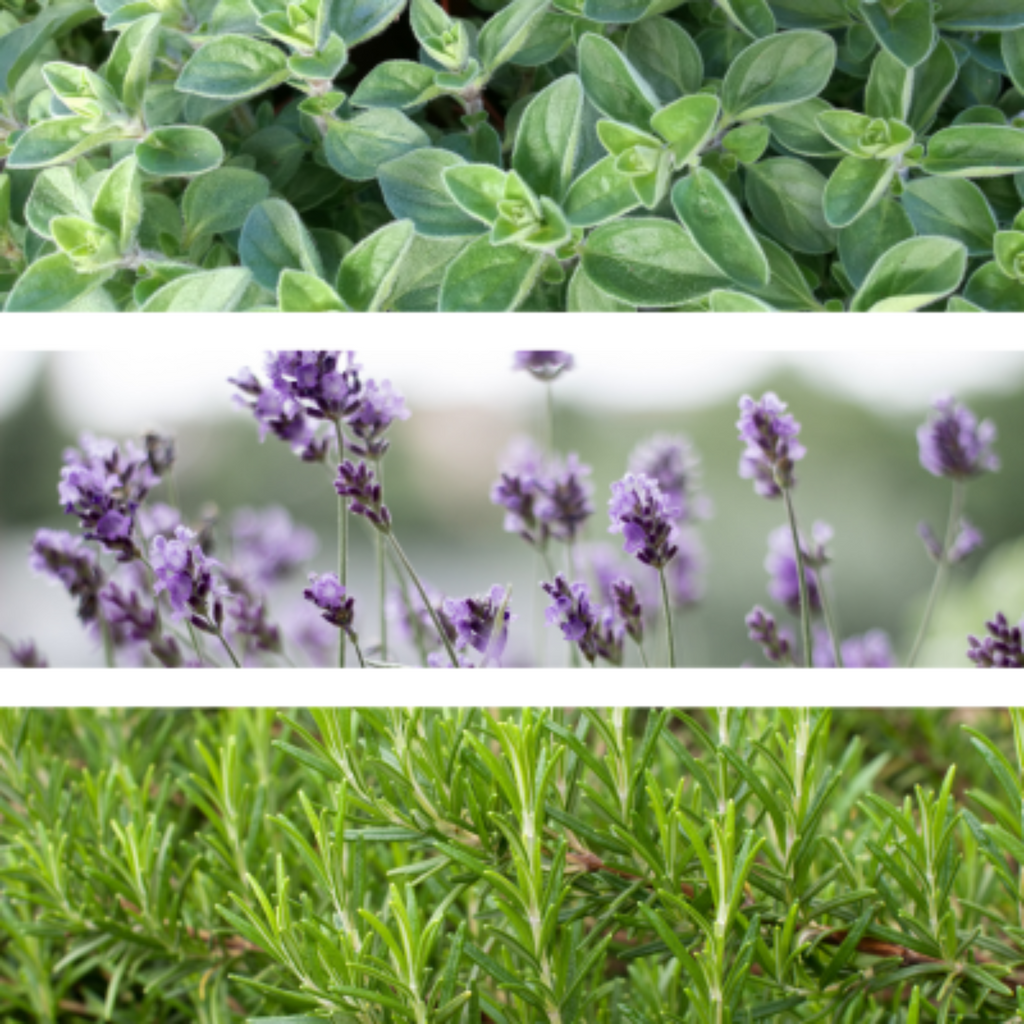 Collage of relaxing essential oil plants: sweet marjoram, lavender and rosemary.