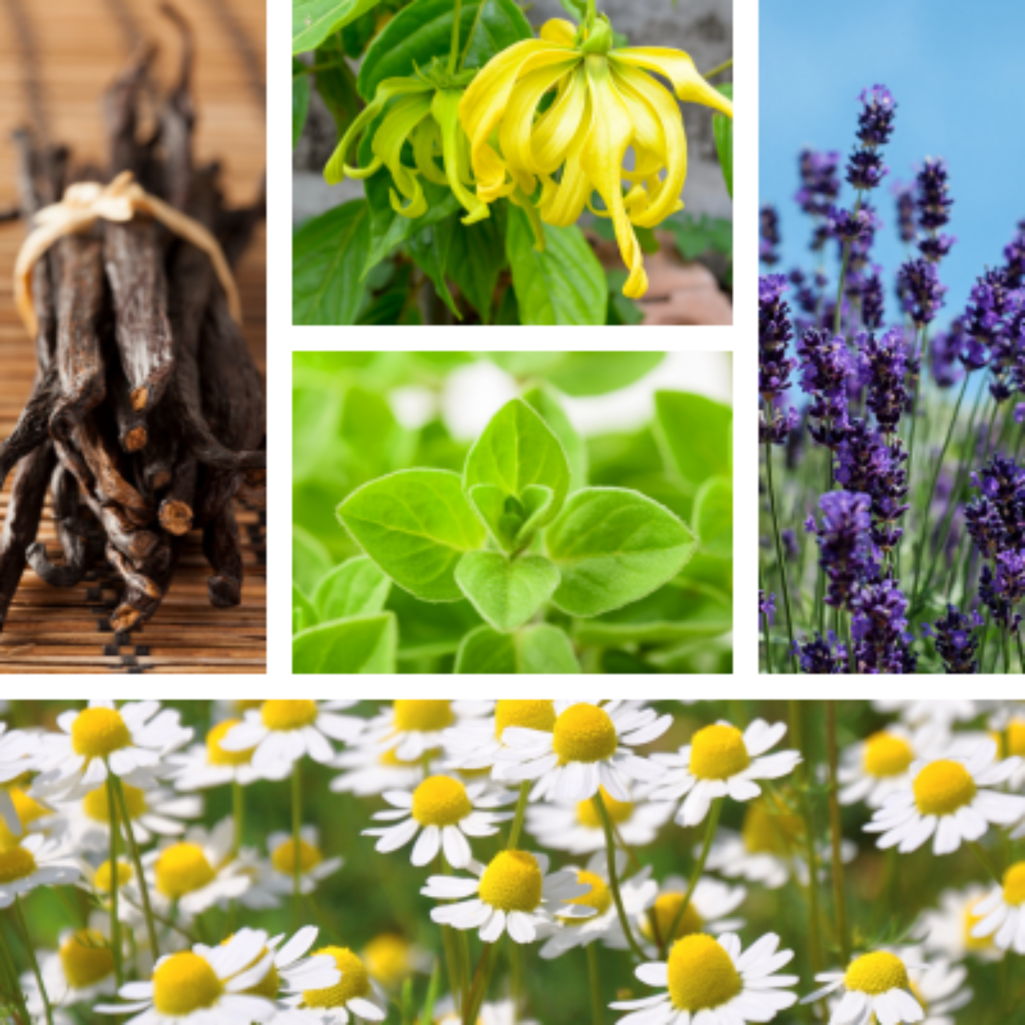 Collage of plants in La Serenidad natural sleep remedy.