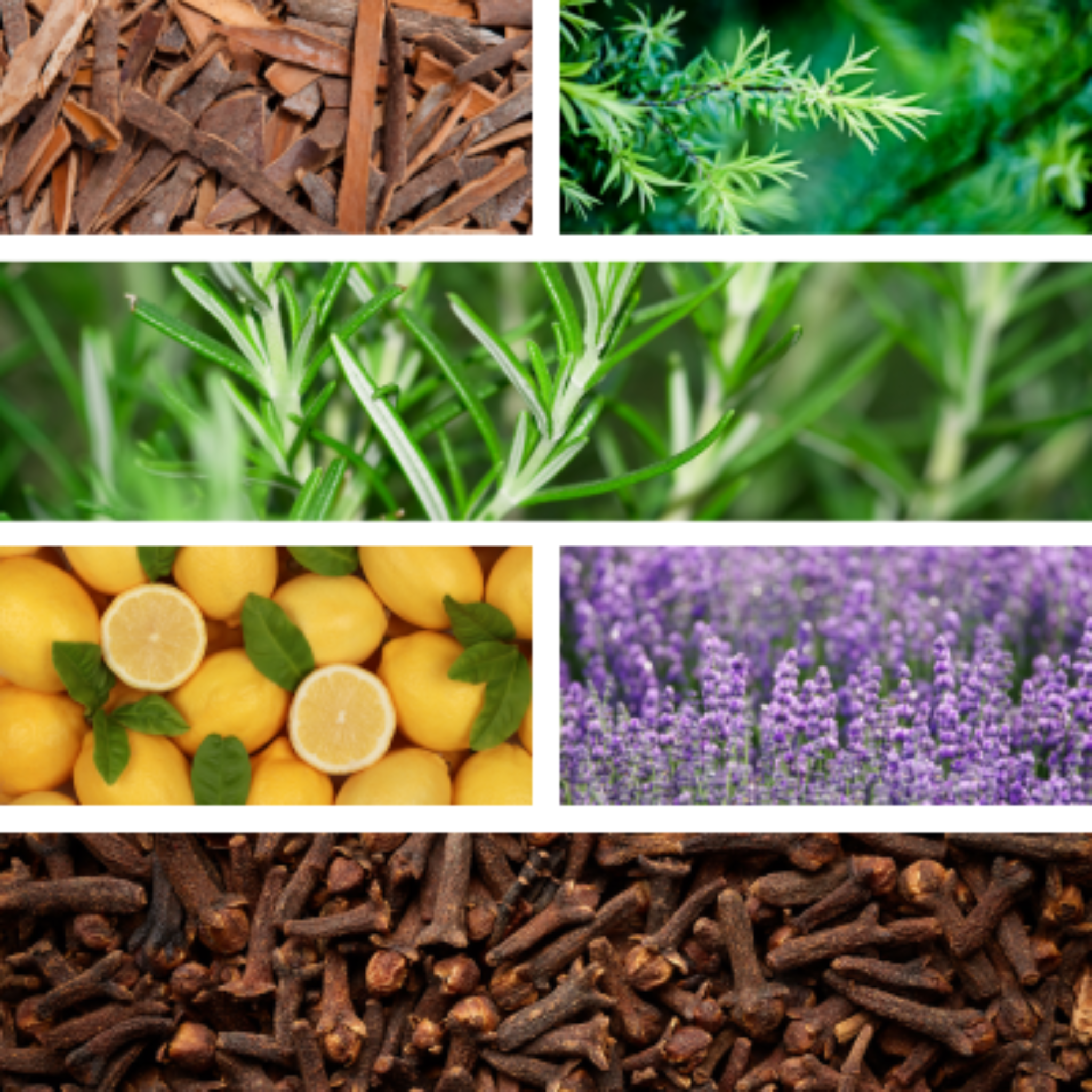 Collage of ingredients for Ladrones,  thieves oil blend.
