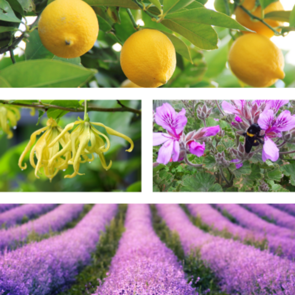Collage of sensual aromatherapy plants for Valentine's Day.