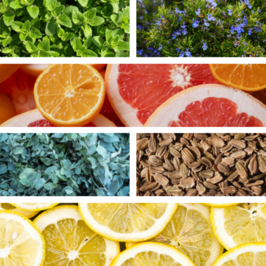 Collage of essential oil plants used for wellness.