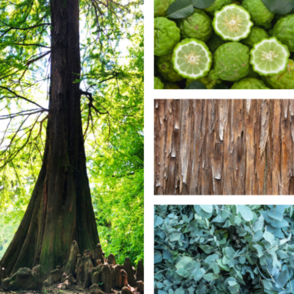 Muscle Therapy | Apothecary Rub | Natural Remedy | Cooling