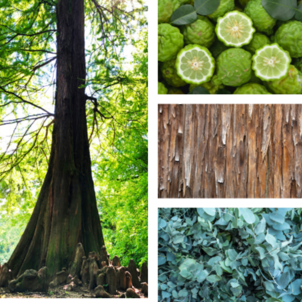 Collage of plants that make Muscle Therapy essential oil blend for sore muscles.
