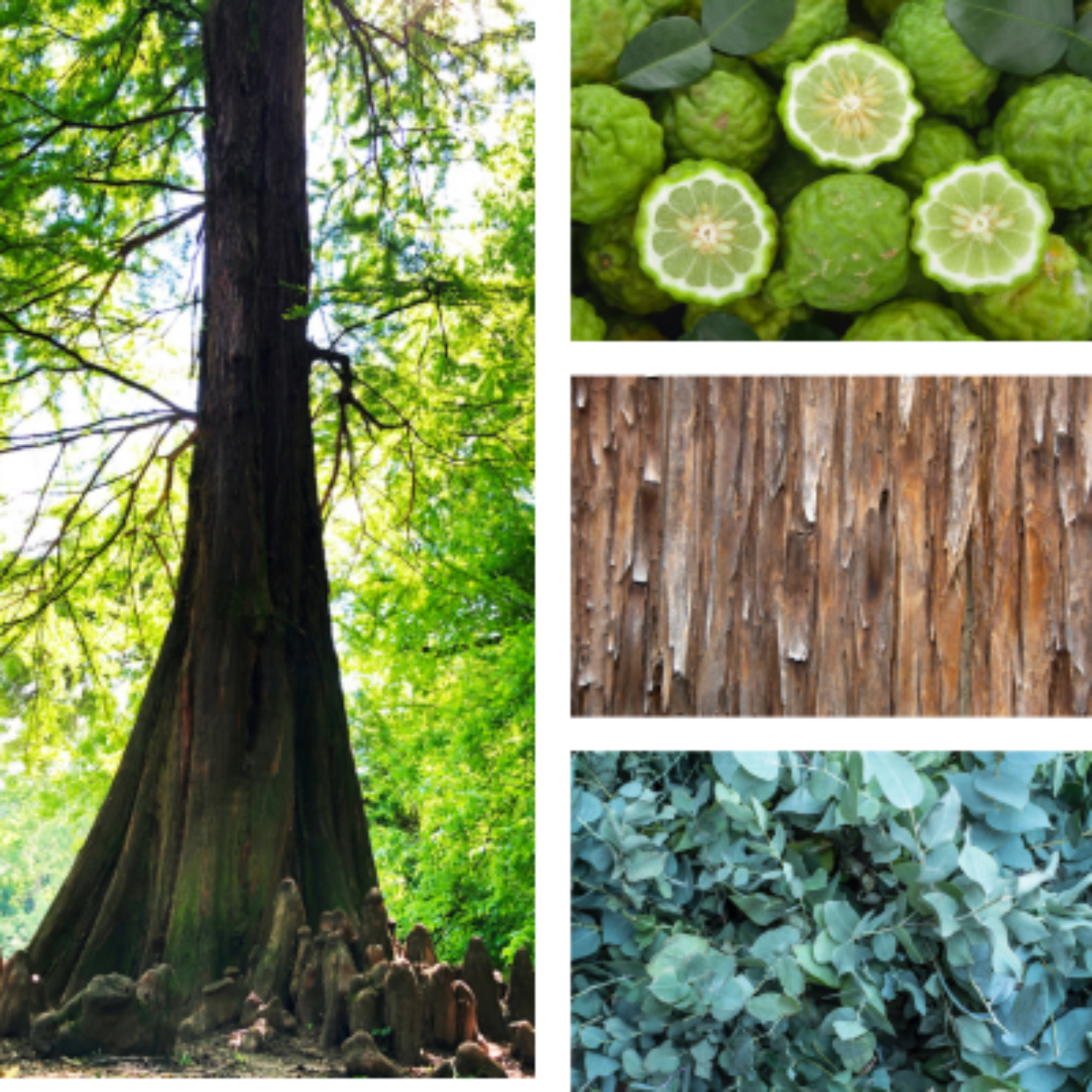 Collage of plants that make Muscle Therapy essential oil blend for sore muscles.