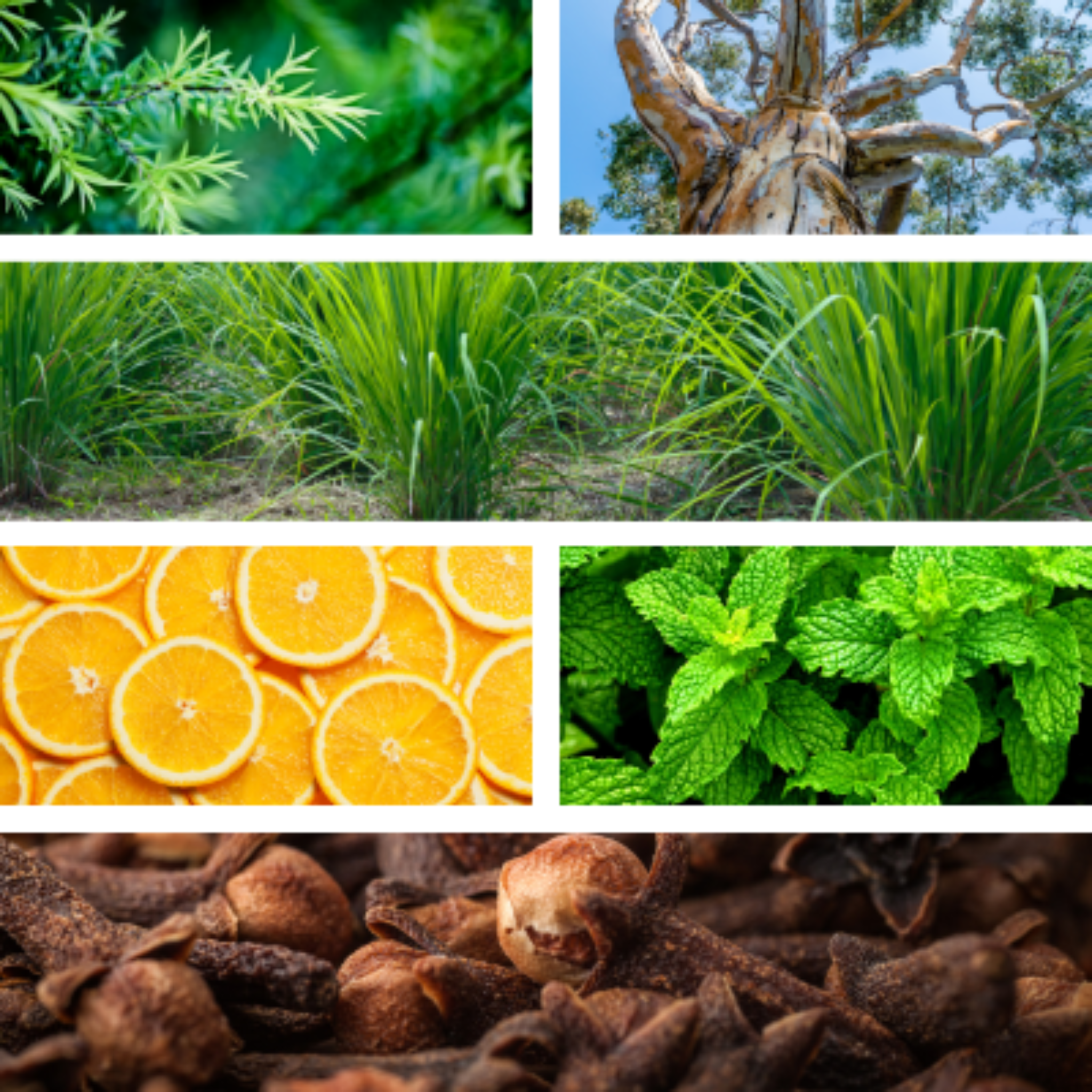 Collage of essential oil plants used for breathing and seasonal wellness.