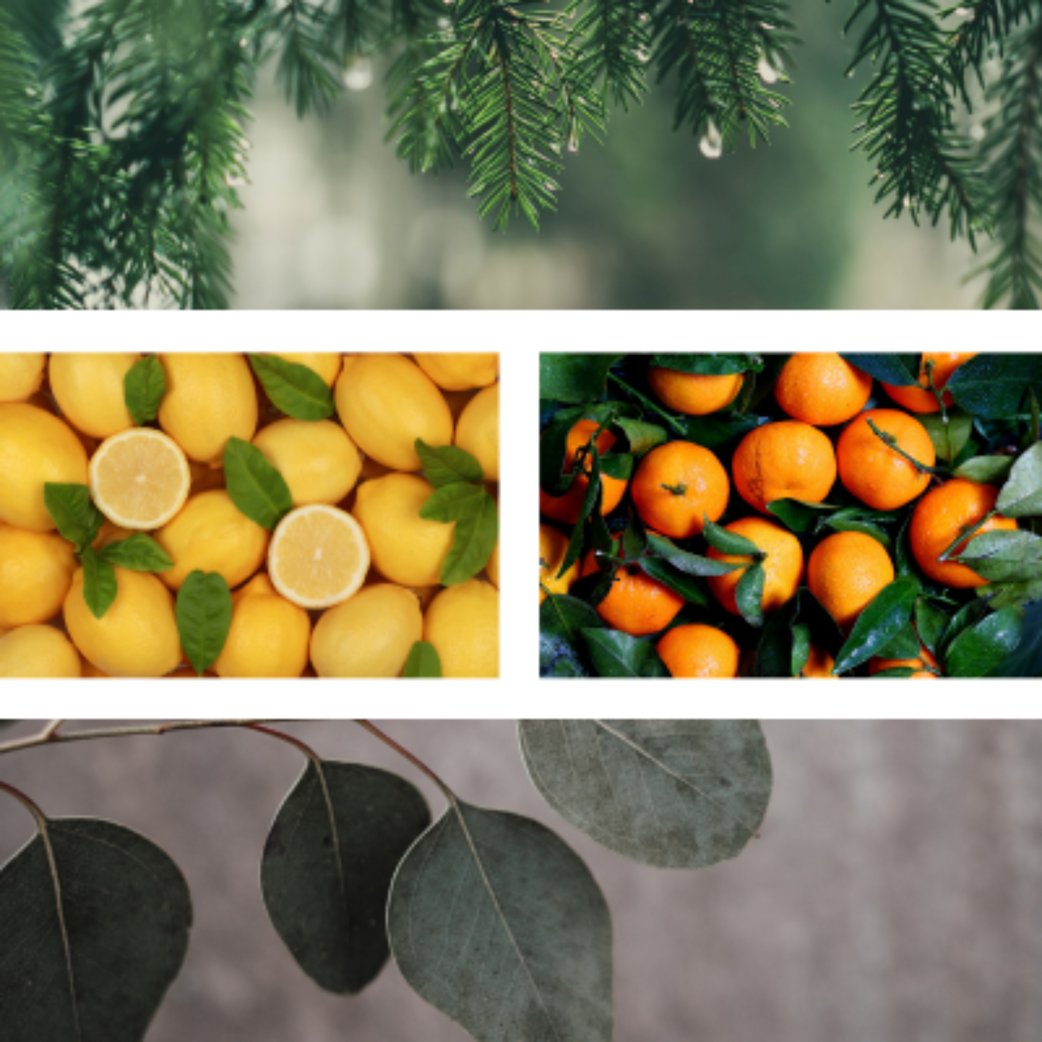 Collage of purifying essential oil scents including Pine, Lemon, Eucalyptus and Orange.