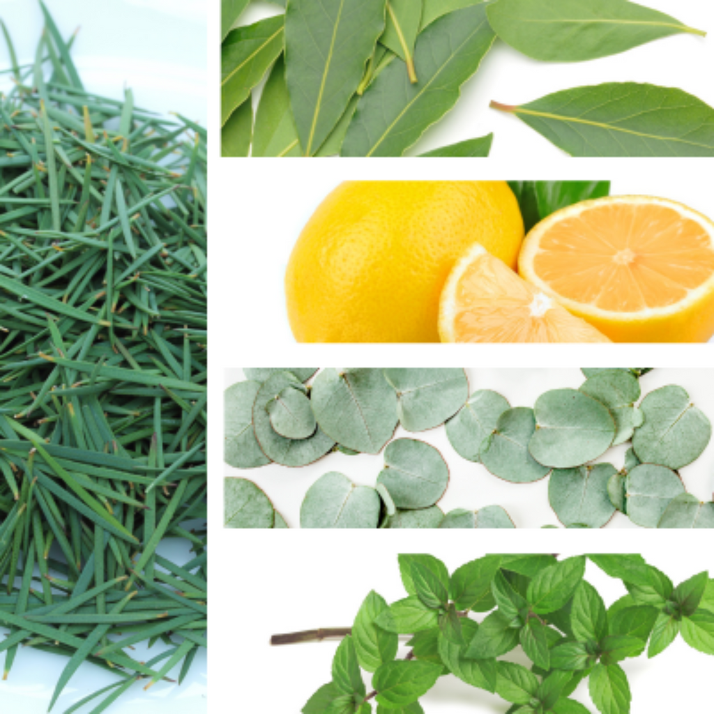 Collage of eucalyptus, mint, and bay leaves representing Respirar, an essential oil blend for breathing and respiratory.