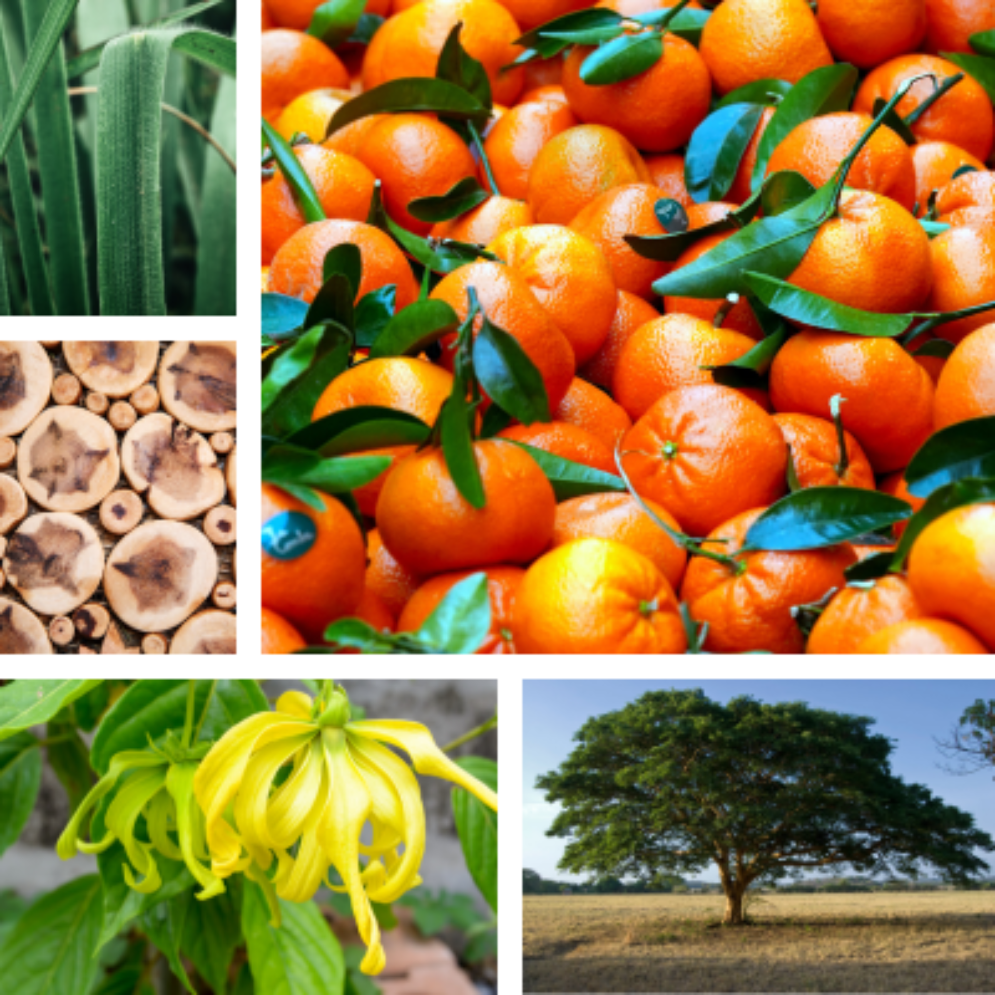 Collage of Slumberland sleep formula ingredients by Temple of Life.