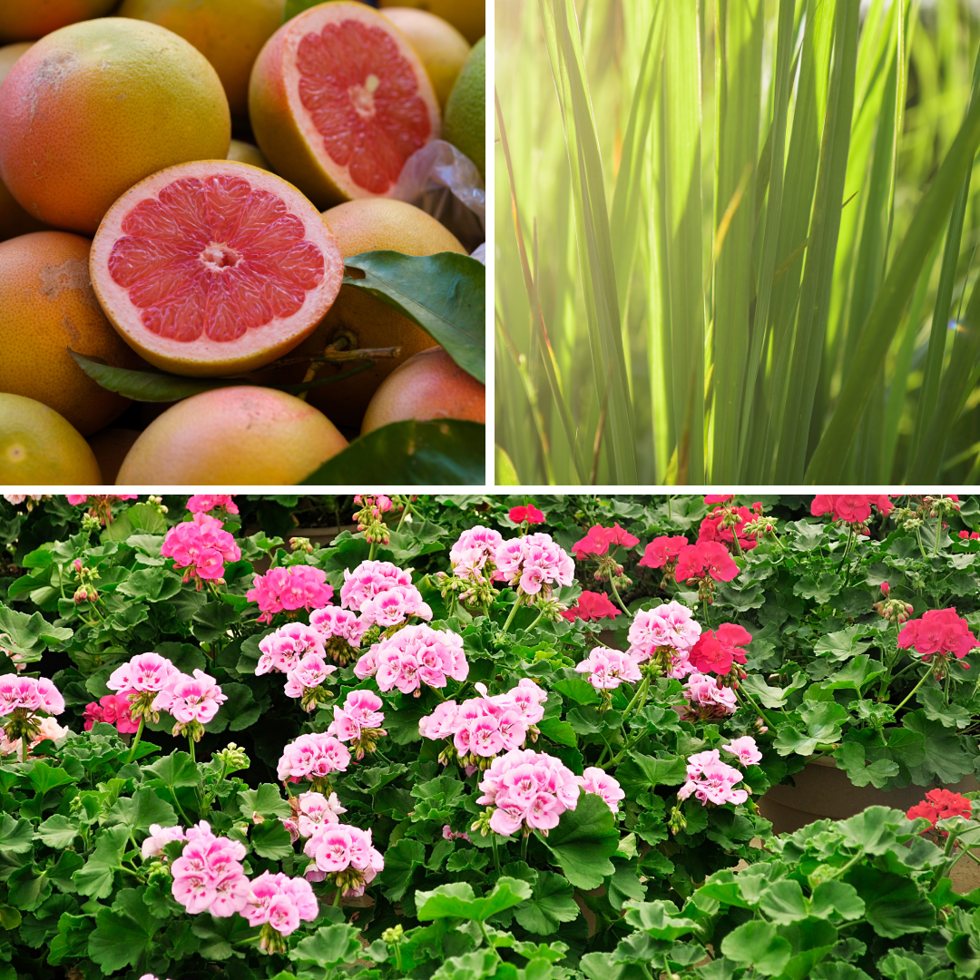 Solful | Aroma Mist | Unwinding | Palmrosa