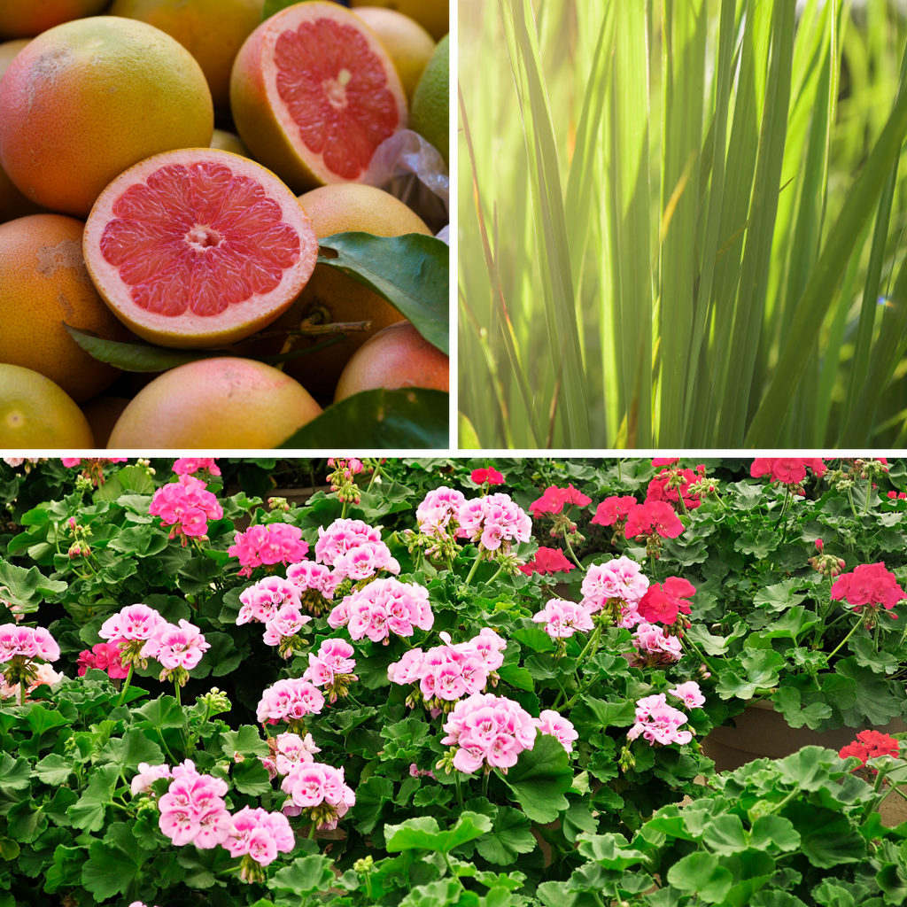 Solful | Essential Oil | Cheery | Grapefruit