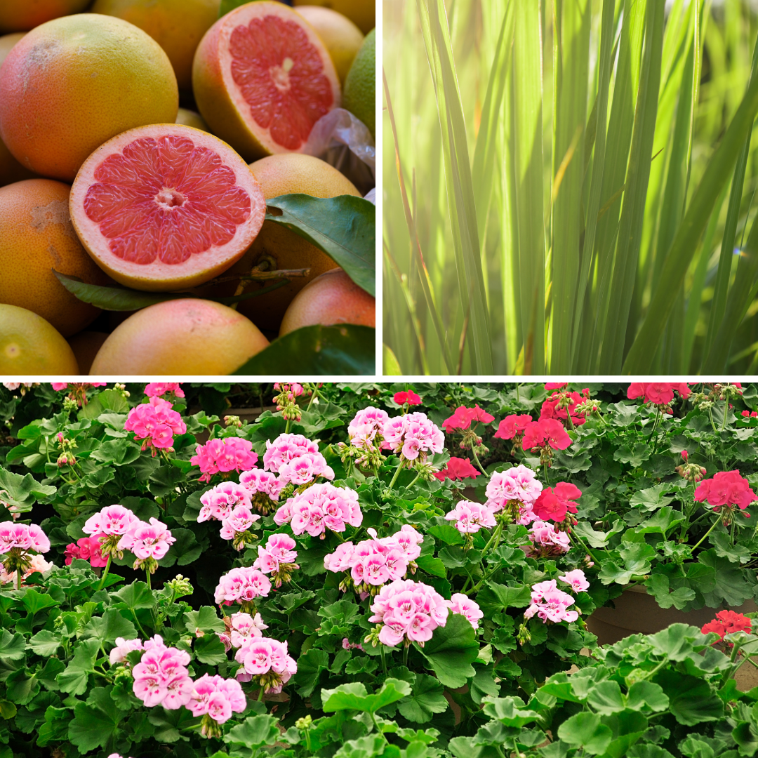Solful | Essential Oil | Cheery | Grapefruit