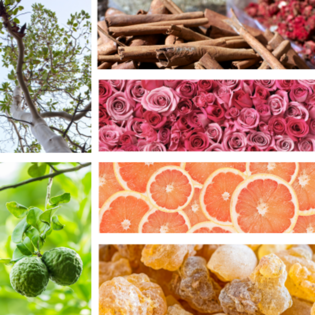 Collage of images including cinnamon sticks, roses, a citrus fruit, and green leaves.