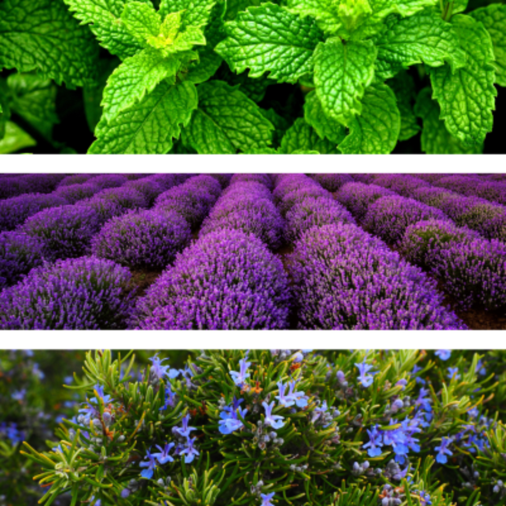 Vitalidad ingredients include pure essential oils of peppermint, lavender, and rosemary.